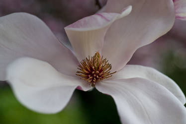 Magnolia