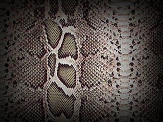 Textures - Snake Skin