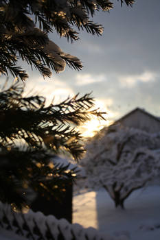 fir needles