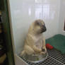 Pug in a bowl