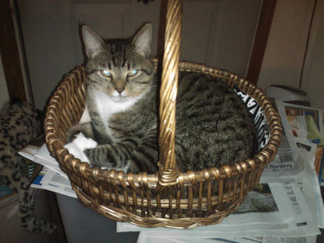 Cat in a Basket