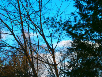 Blue Winter Skies