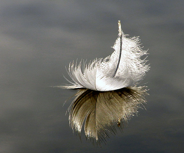 Floating feather by shadowlight-oak