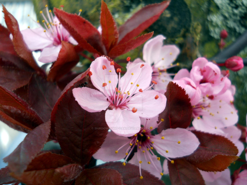 Cherry Blossom