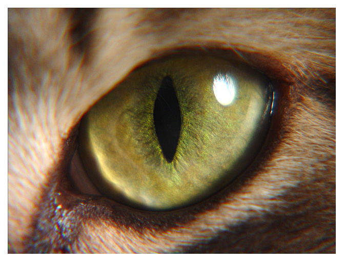 Cats Eye