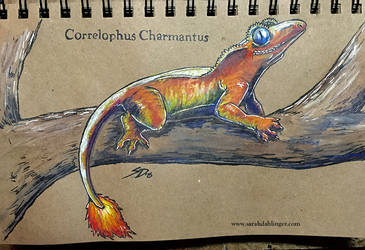 Correlophus Charmantus