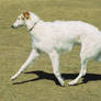 Borzoi