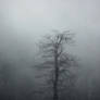 Tree in a fog