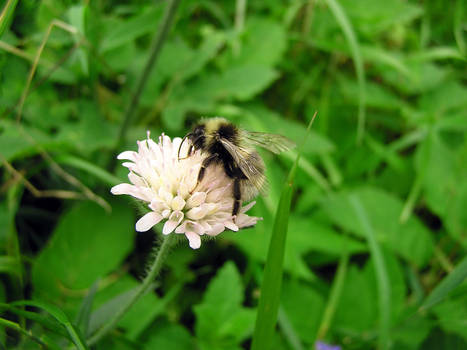 Light bumble-bee