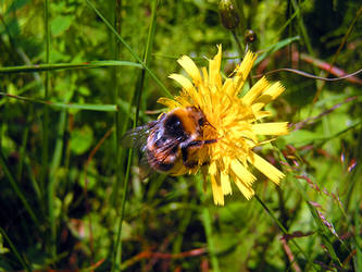 Bumble-bee on a yellow flower