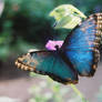 blue butterfly