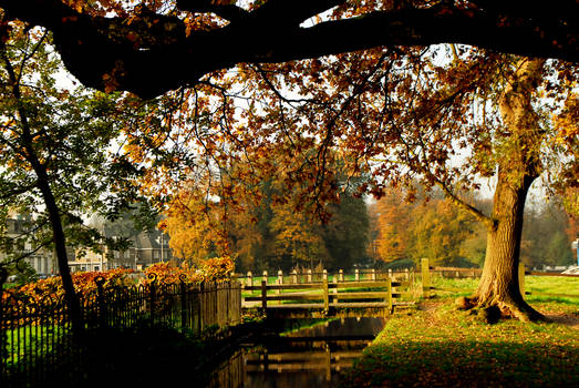 Under the Old Oak