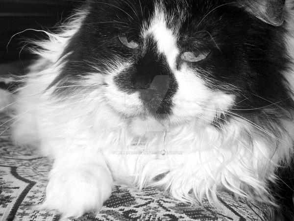 Slobby Cat Slobber Cat by MCRCRAZEDFAN on DeviantArt