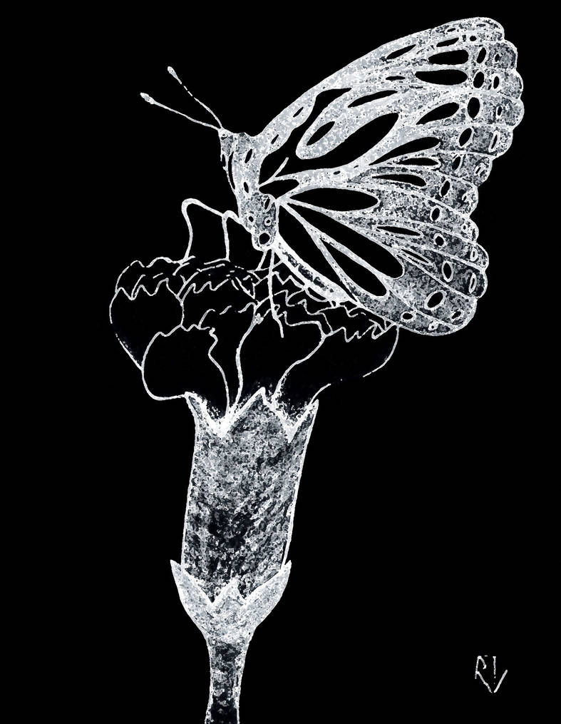 Negative Butterfly by CrimmenalCat on DeviantArt