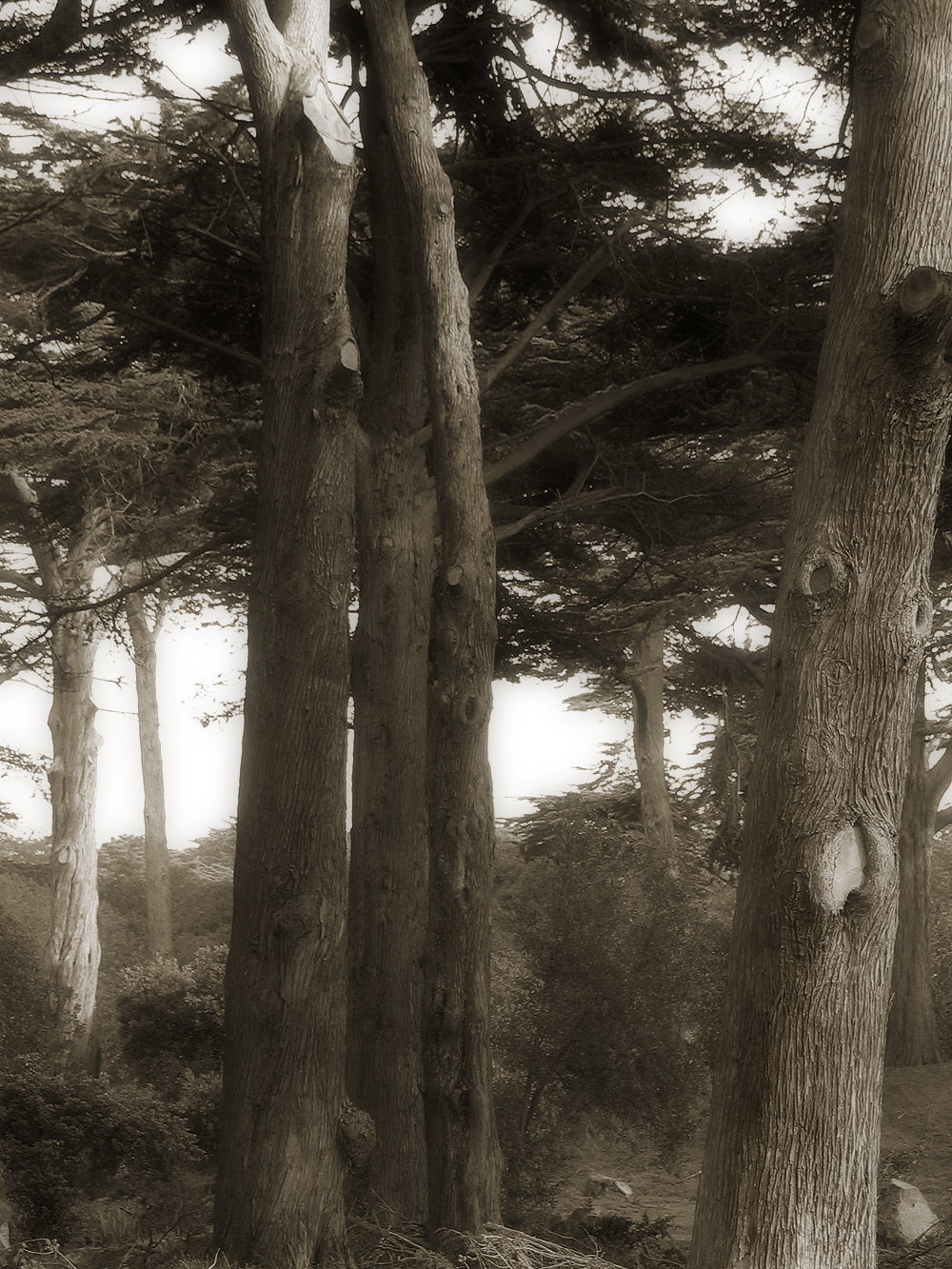 Trees GGP1