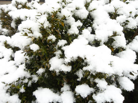 Snowy Bush