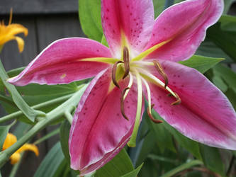 Magenta Lily