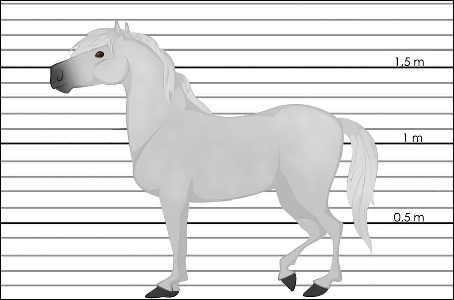 Race de chevaux : Dartmoor