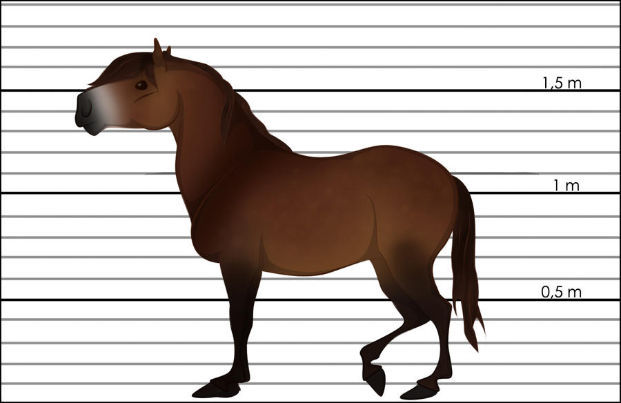 Race de chevaux : Exmoor