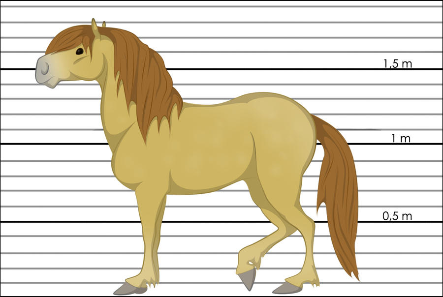 Race de chevaux : Islandais