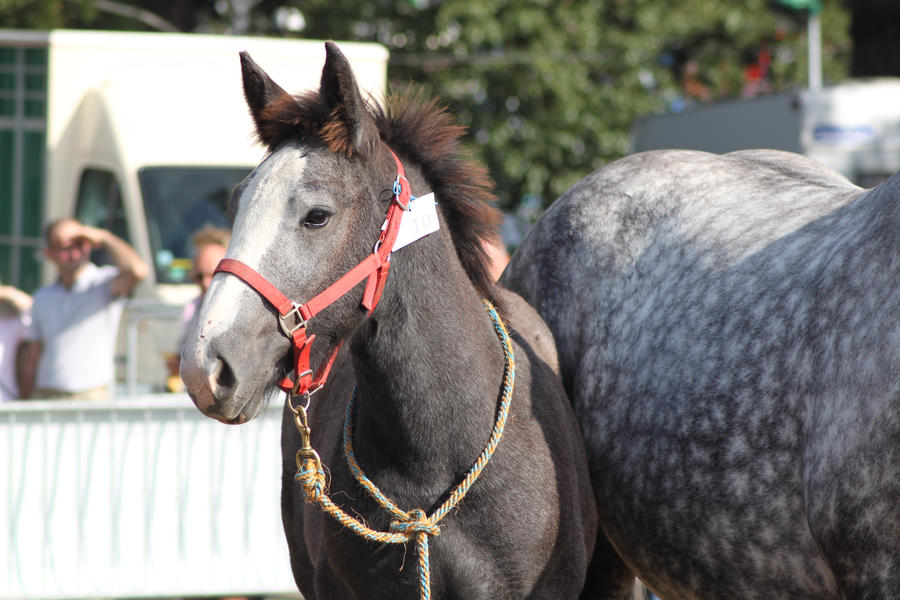 Young percheron IV