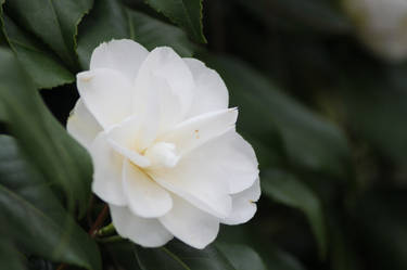 White Flower