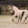 Salon du Cheval