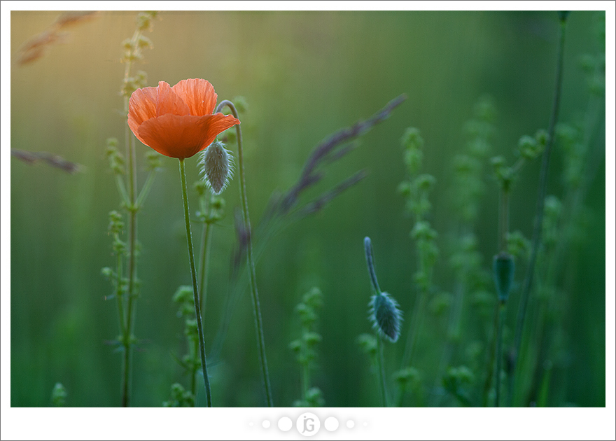 Poppy in the Sunset