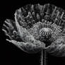 Transparent Poppy