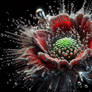 Quicksilver flower