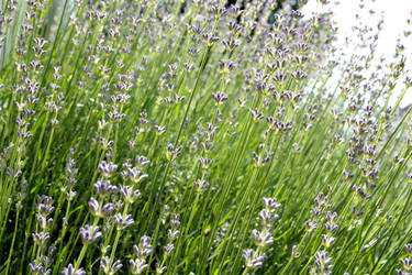 Lavender Fields