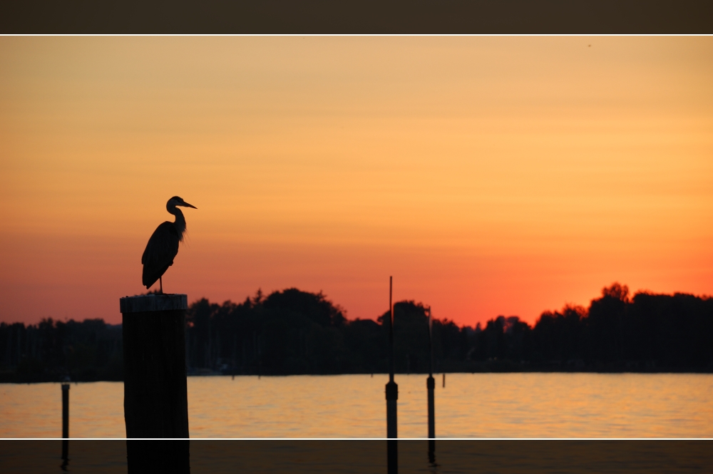 Crane at the lake