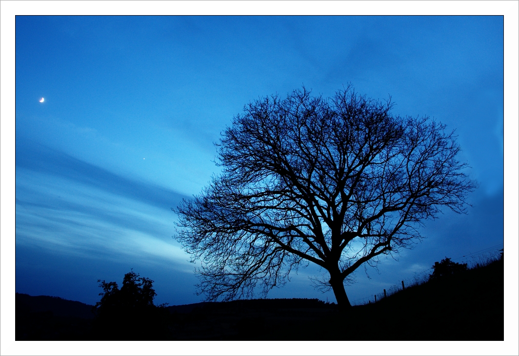 Moon Tree