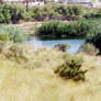 The Marsh from above