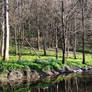 Wide View - riverside  daffodils