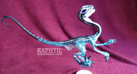 Raphoraptor lateral