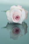 ..RoSe.. by SaRoNeTa