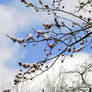 March Snow Resting on Spring Buds