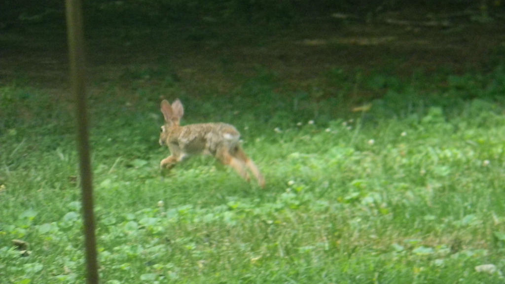 Rabbit by Disneyfanforever113 on DeviantArt