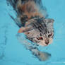 The swimmer Cat