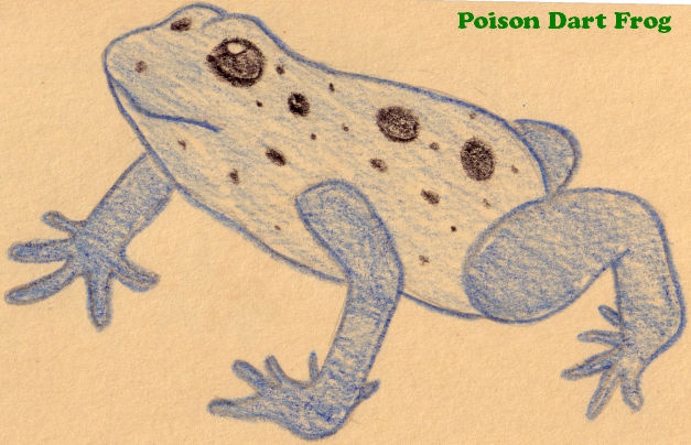 A Poison Dart Froggie