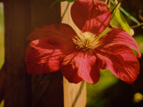 Hanging Flower