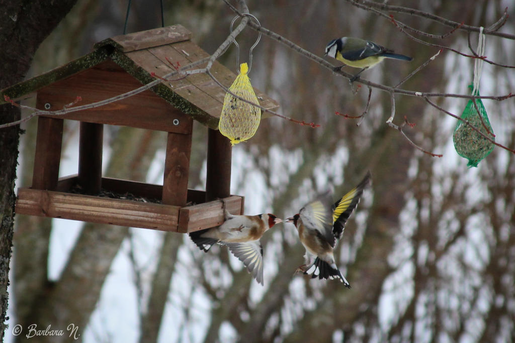 Hungry Birds