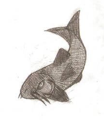 carp fish