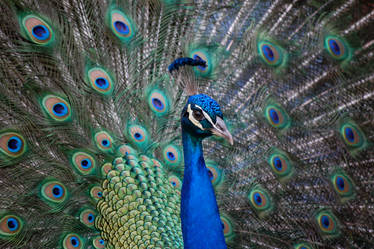 Peacock