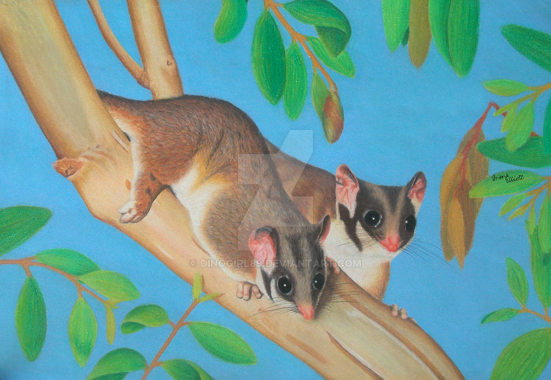 Pastel Sugar Gliders