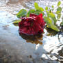 Rose im Wasser