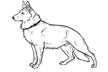 German shepherd -lineart