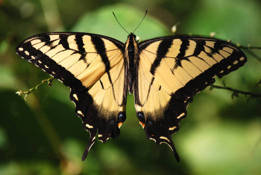 Eastern Tiger Swallotail