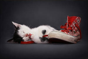 Cat with Chucks 2